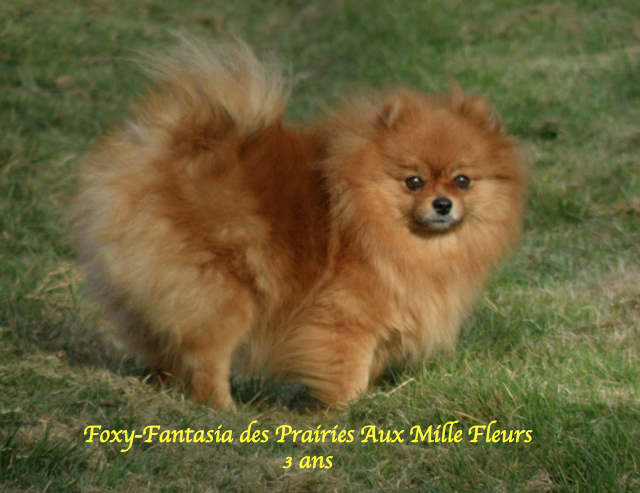 Fantasia3ans